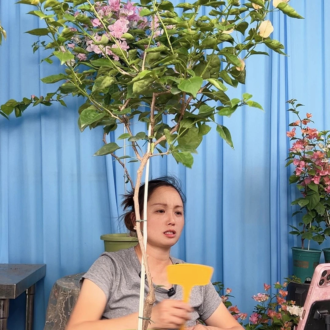 换***了当前无花栽培后可以开花K37金色光辉