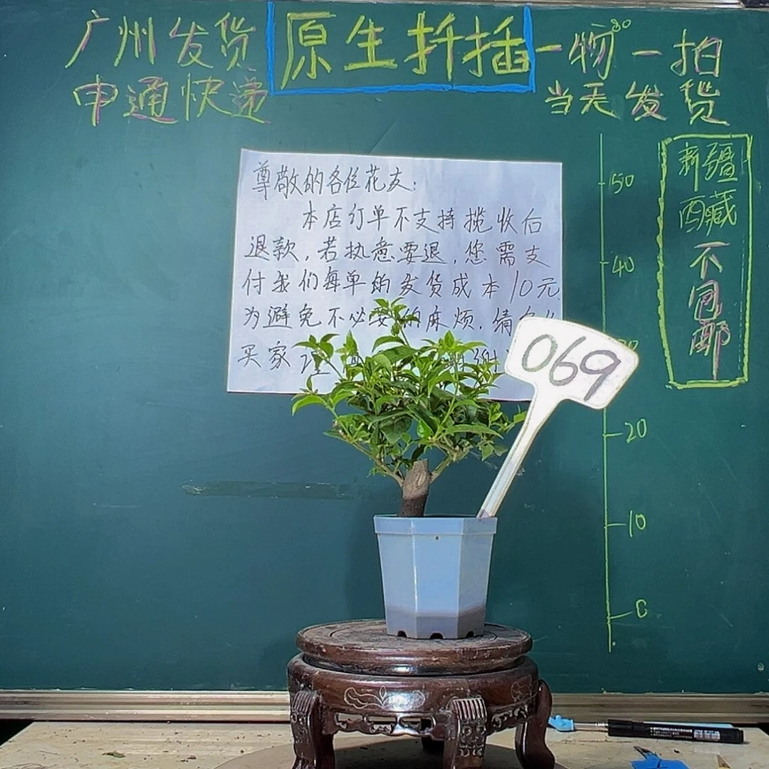 当前无花栽培后可以开花巴西紫坨坨 大宝069