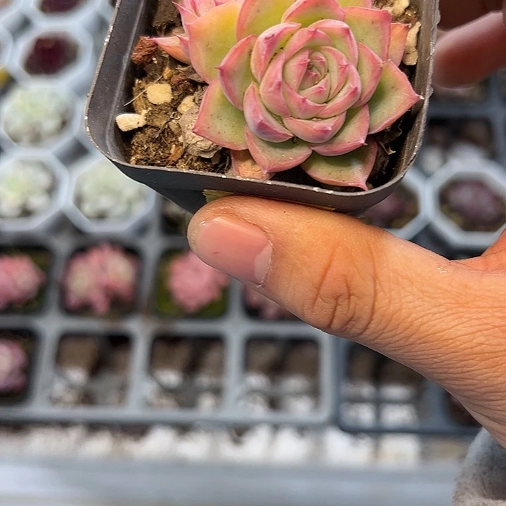 双头侧影 满3颗包邮