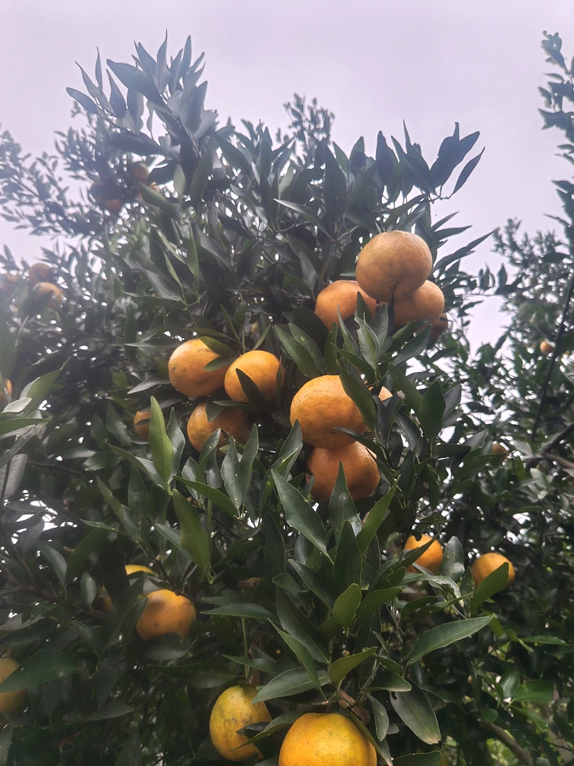 四川宜宾高县农户家老品种芦柑.椪柑新鲜采摘.无农药残留应季水果