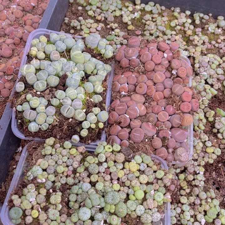 三盒0000000000000002