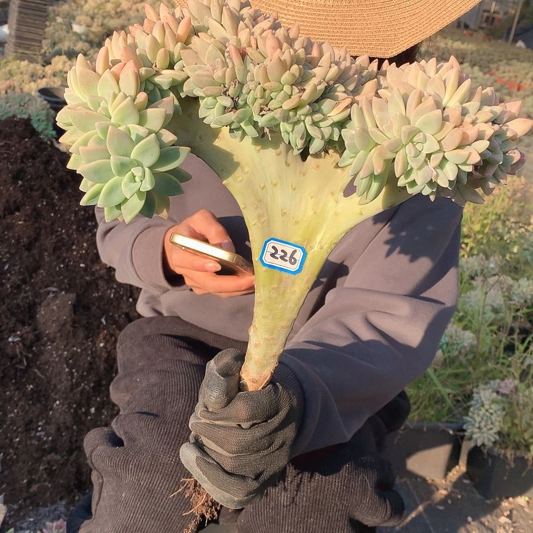 226 淡雪缀 一物一拍