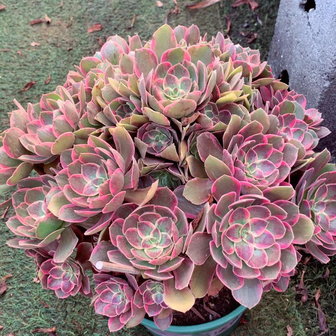 浣纱捧花，多肉植物