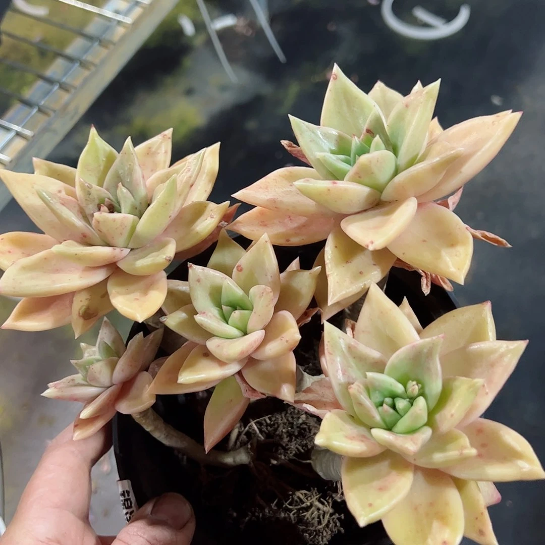 黄金表丽娜四头起整桩