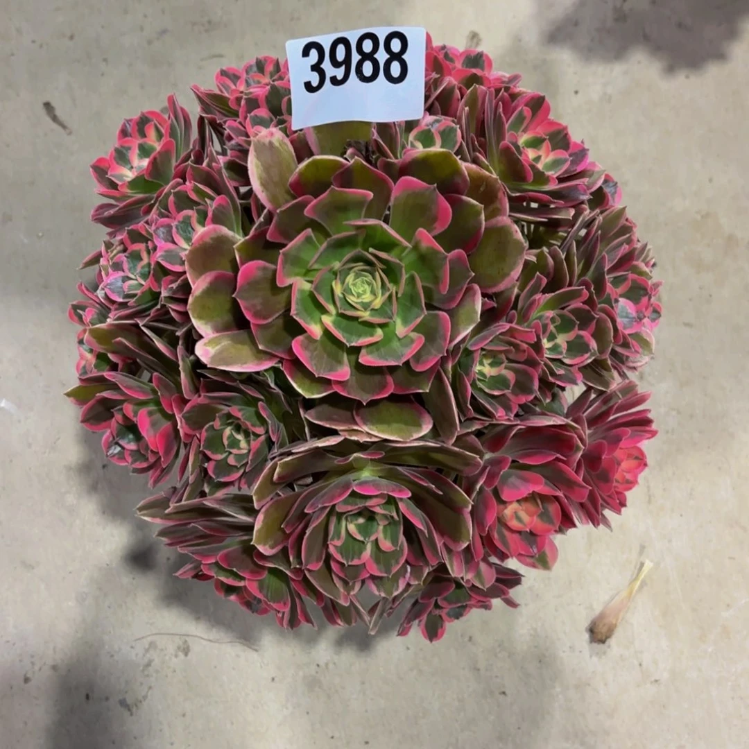 无花朵3988花样年华1111111