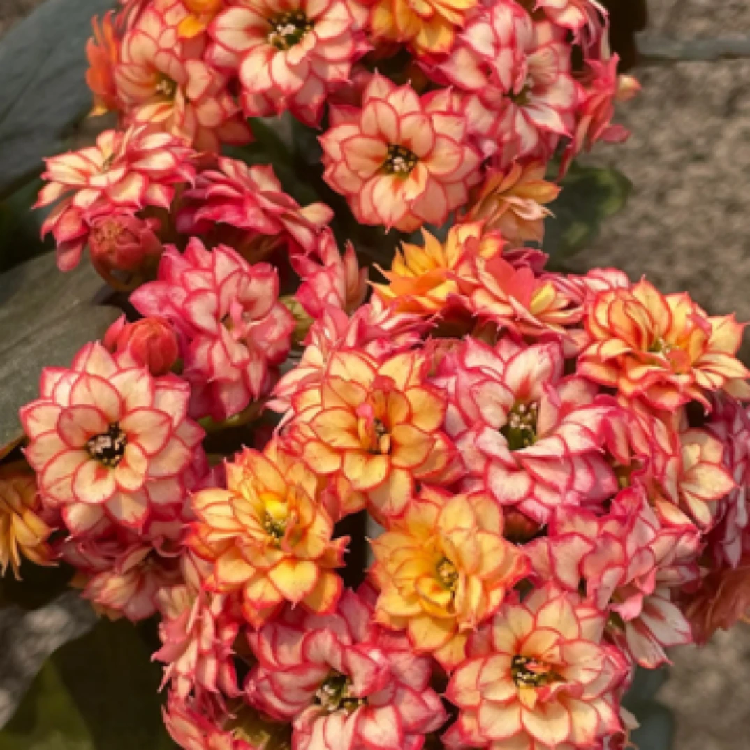 【彩霞】长寿花110盆