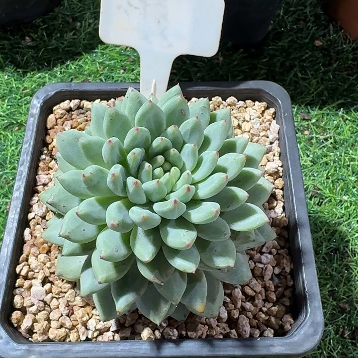 松果多肉植物开播福利
