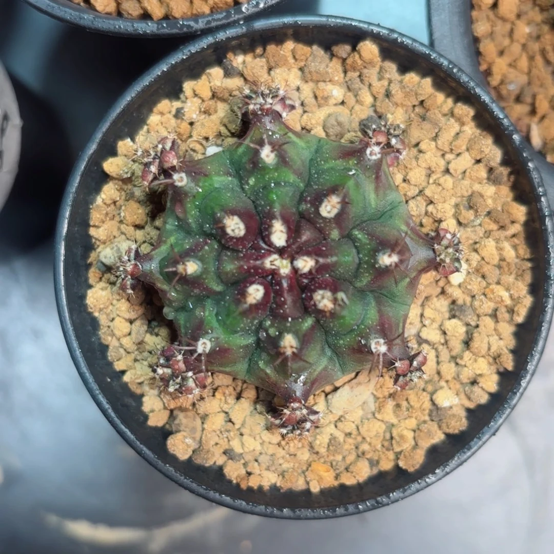 泰系米哈仙人球母本7号