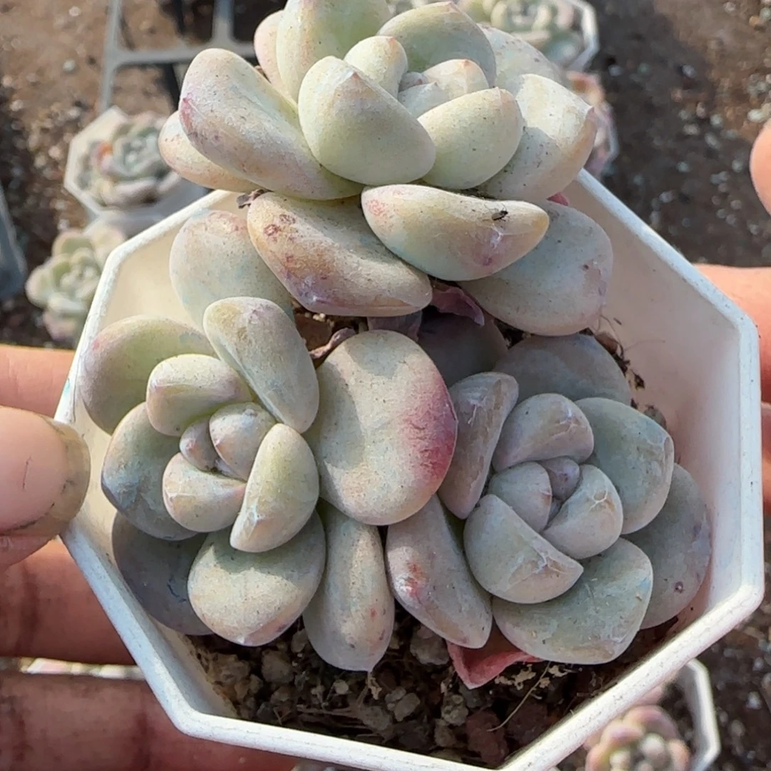 多肉小卡拉米糖心一物一拍