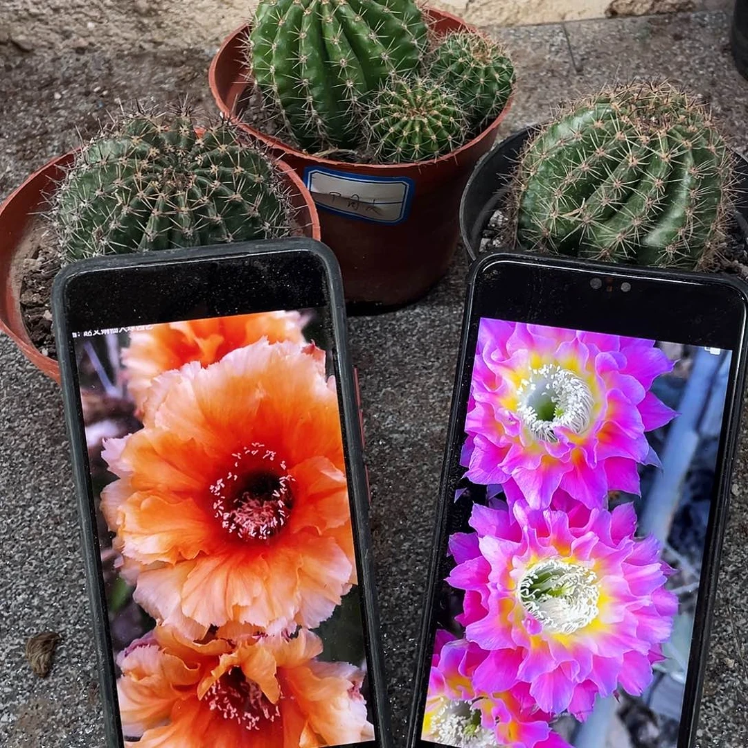 凤舞，cc146,甲骨文自根球6公分左右