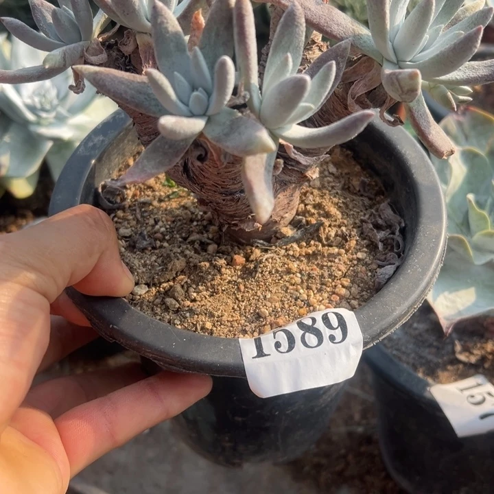 589号海瑟拇指多肉植物老庄