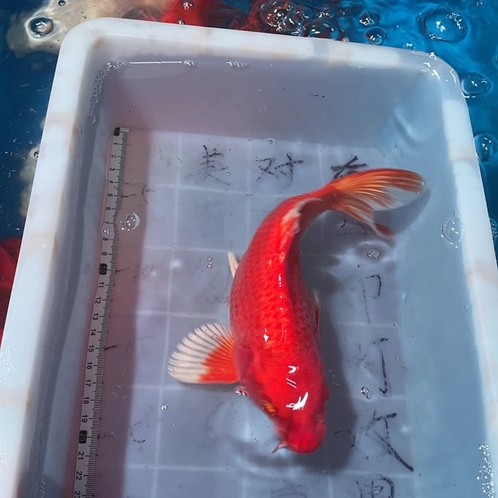 蝴蝶鲤鱼渔场直发102
