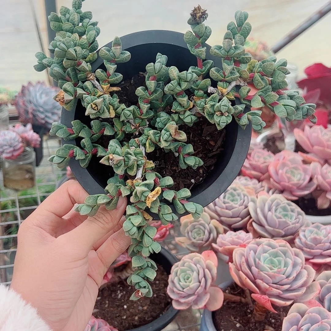 鹿角海棠多头群生老桩