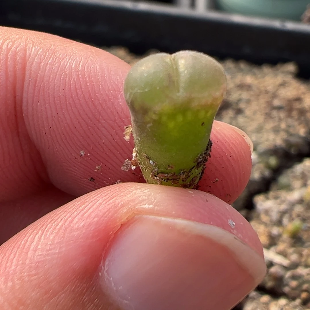 量拍10km风铃小苗一颗