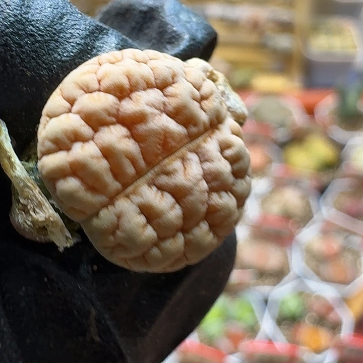 生石花223:：。  169