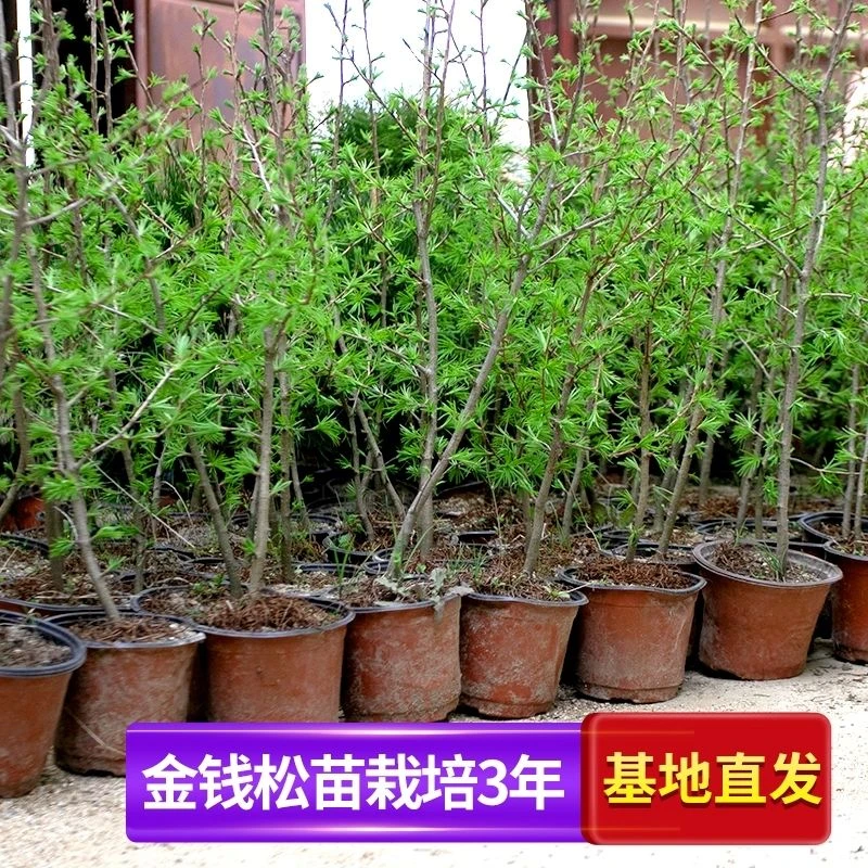 精致金钱松树苗栽培3年招财客厅办公室绿植常青吸醛