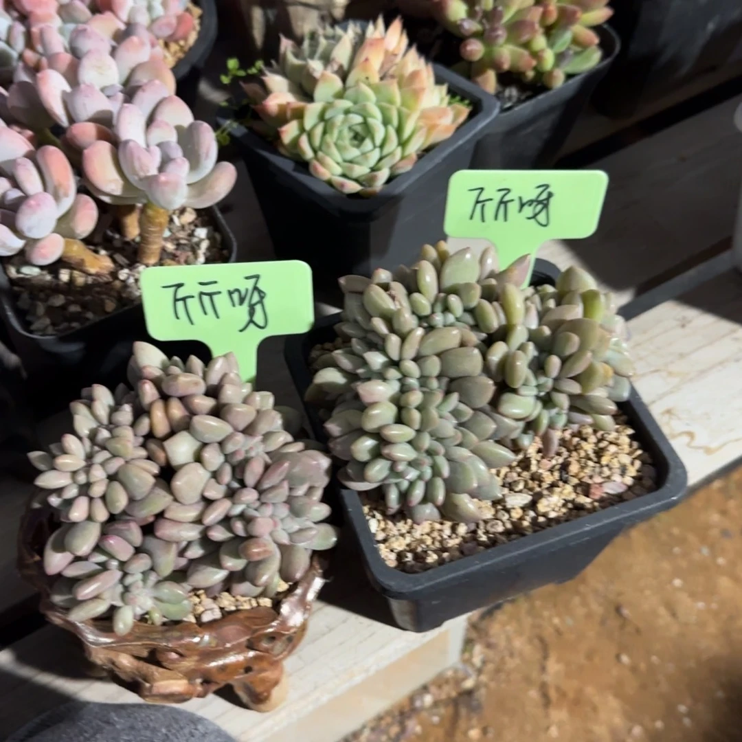 桃花源缀五十包邮老桩