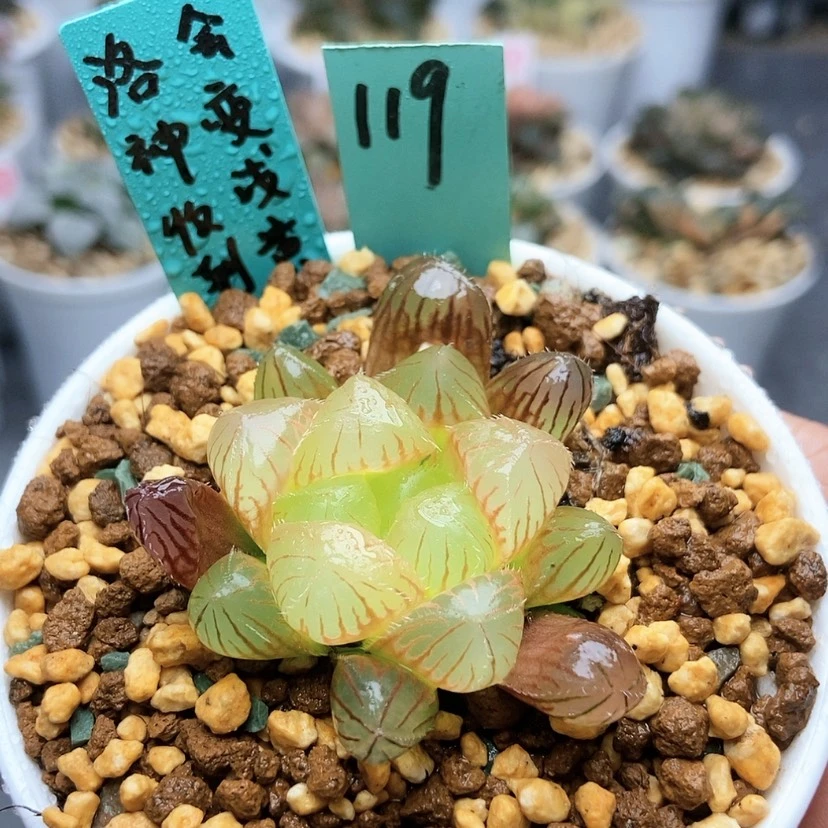 【闪购商品】119洛神