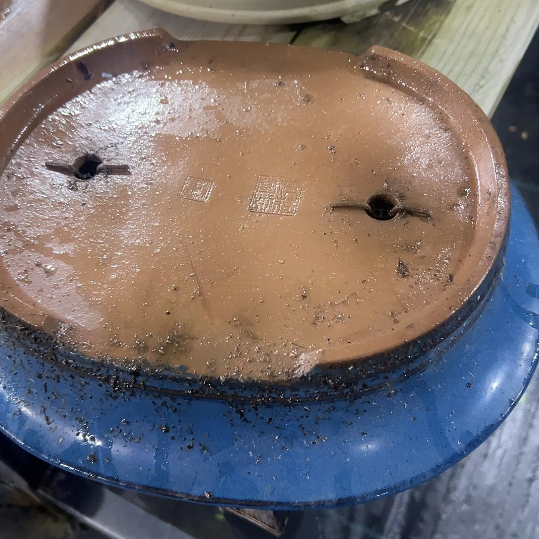 小****无花朵杜鹃。开花杜鹃