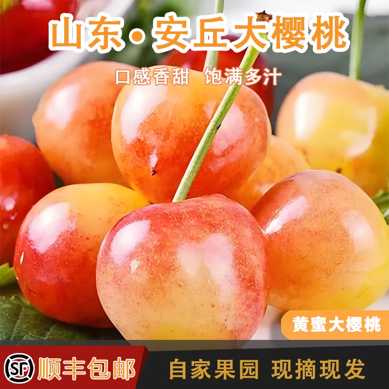 山东黄蜜大樱桃当季新鲜水果自家果园现摘