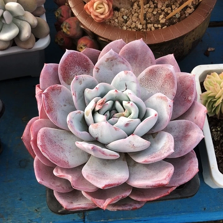 紫卡大单多肉植物