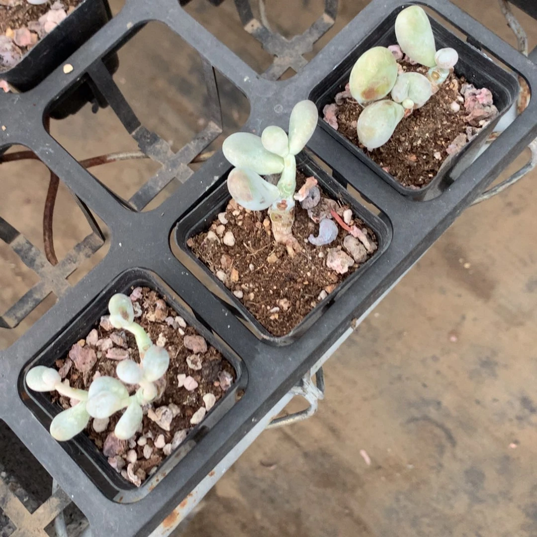 瑕疵特价不售后啊啊啊