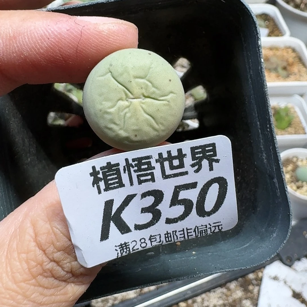 多肉植物的润泽fgh