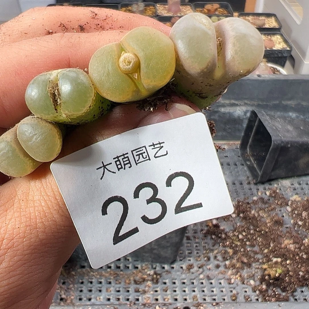 一物一拍。    232