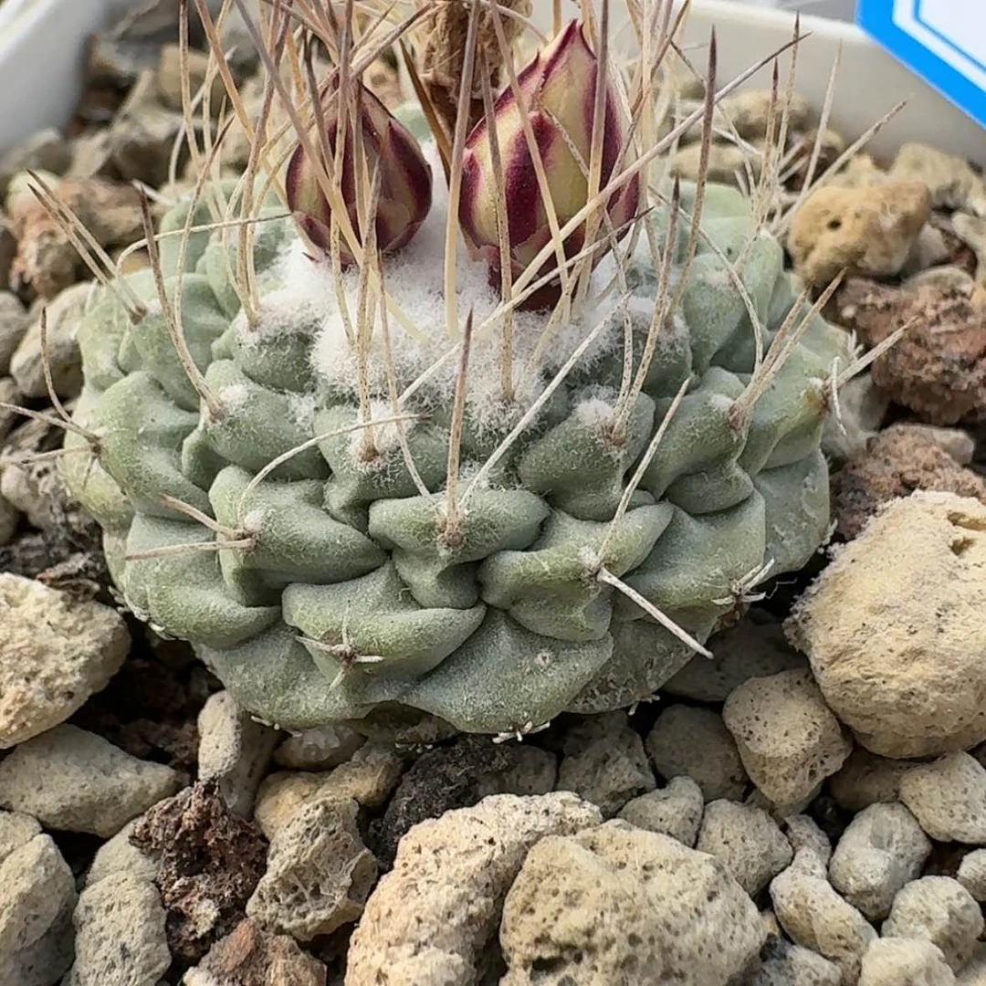 【闪购商品】4实生黄花菊水