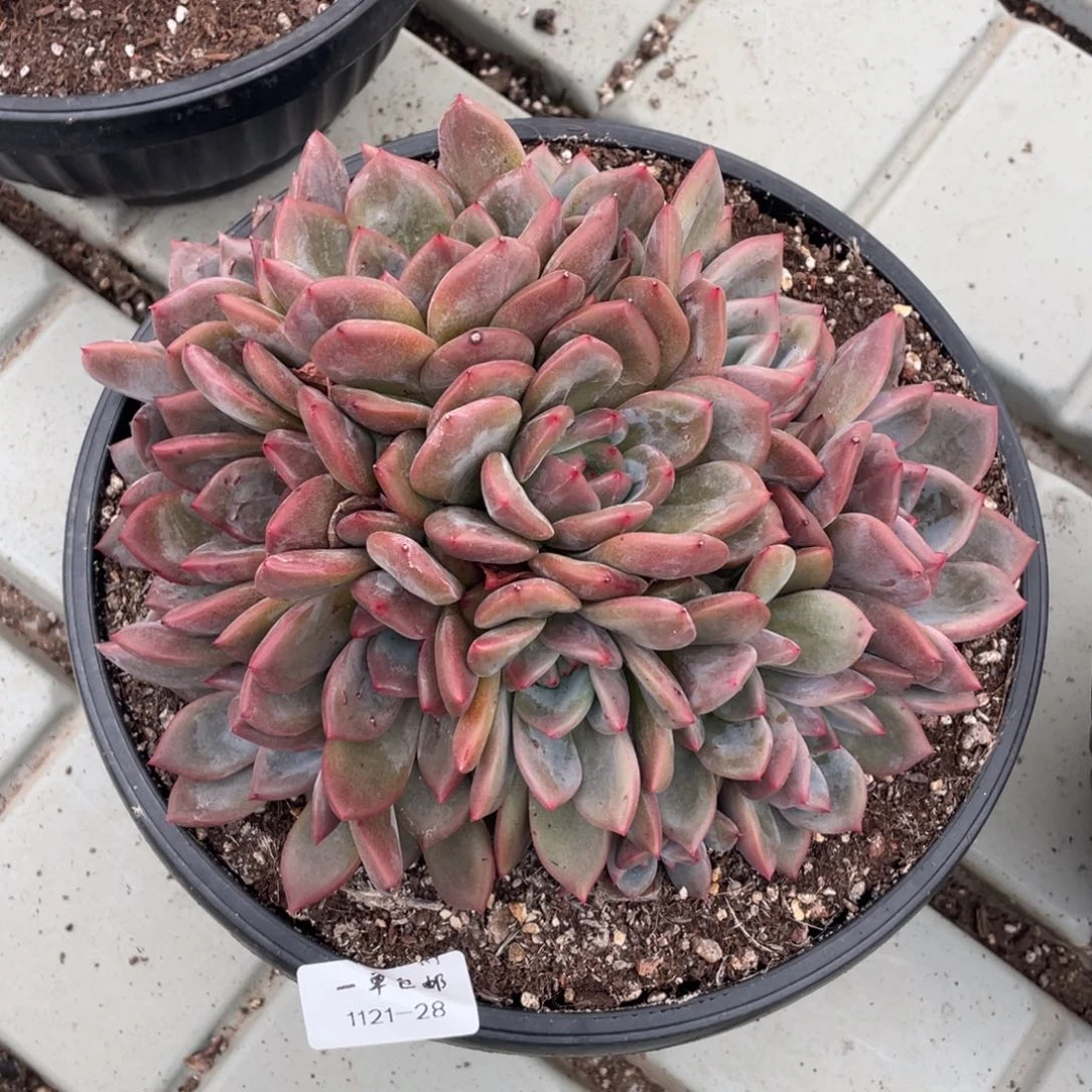 1121-28-香槟。。。。。，