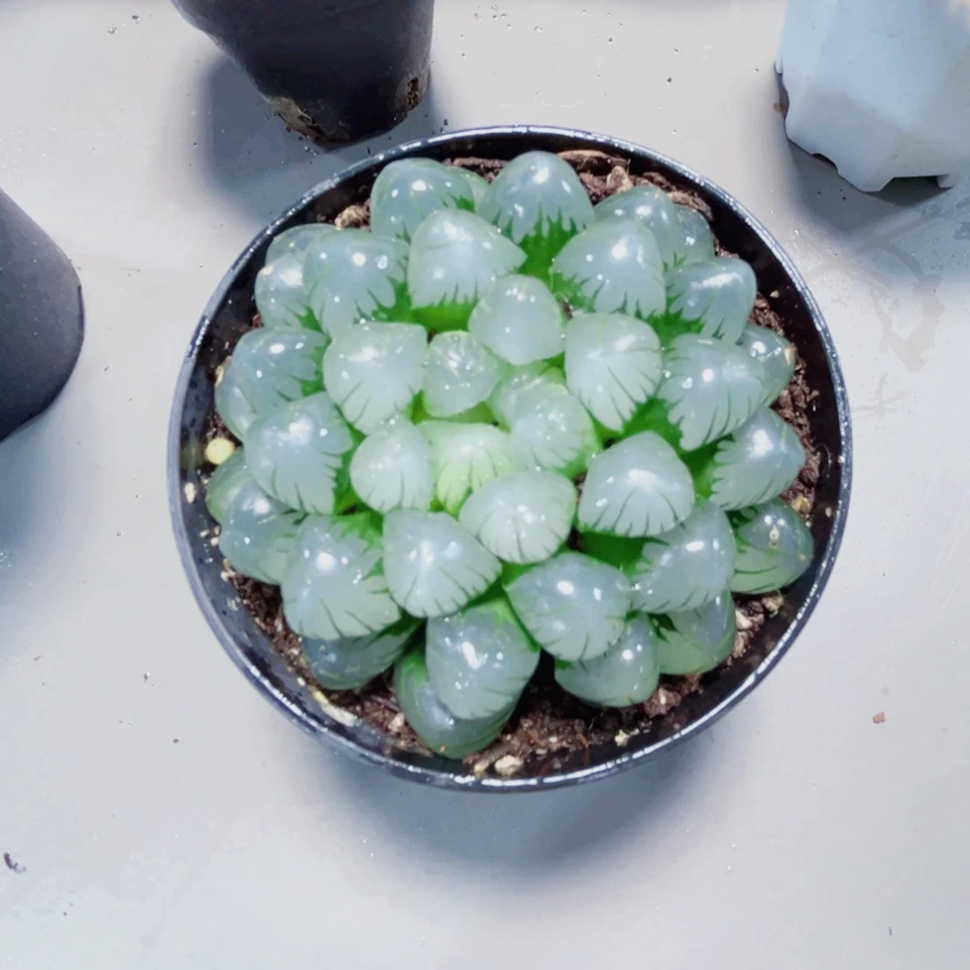 潘氏冰灯多肉植物6666