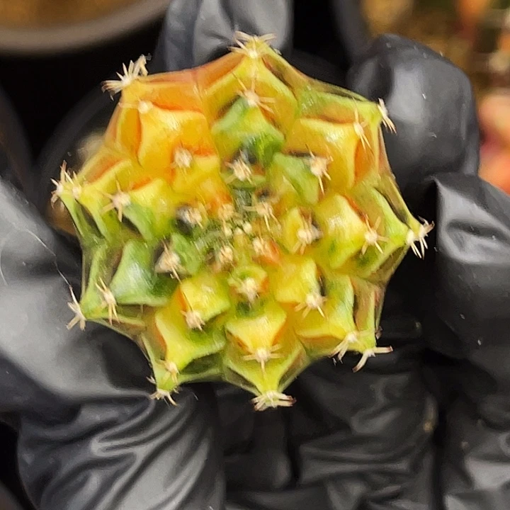 乌贼基因 一物一拍