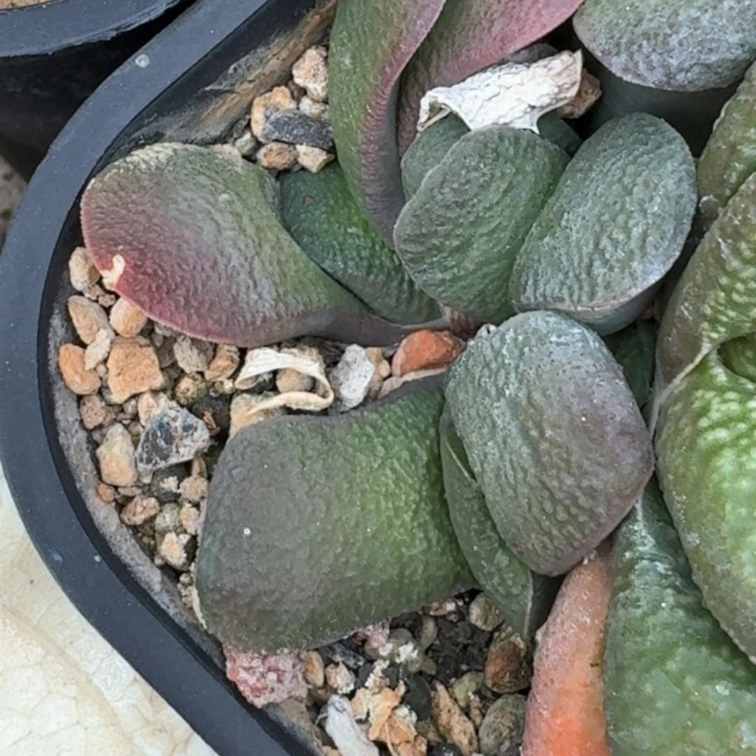 Z***O花花花花花花花花