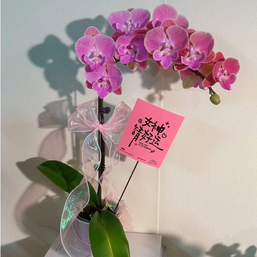 【唯美欧品（中大花型）】（粉色）花期长蝴蝶兰带花好养易活包邮办公室