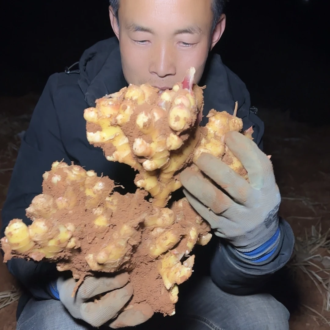 地栽生姜多肉5斤多肉