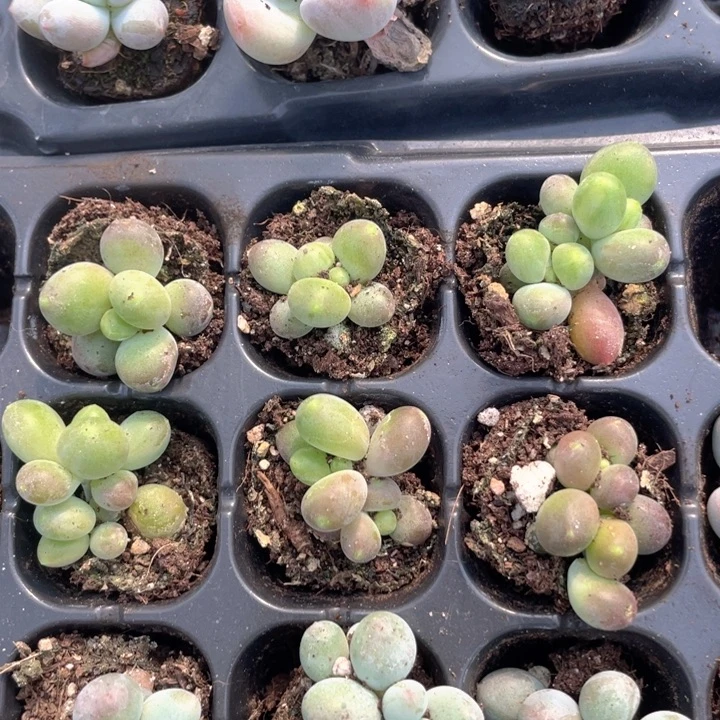 芒果奶穴盘发3颗满18包邮