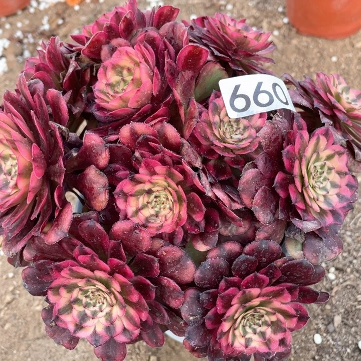 660多肉植物月蝉