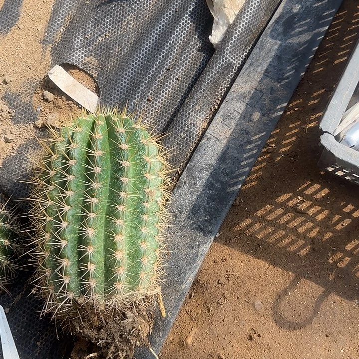 陈***少蒙娜丽莎毛花柱88的毛花柱