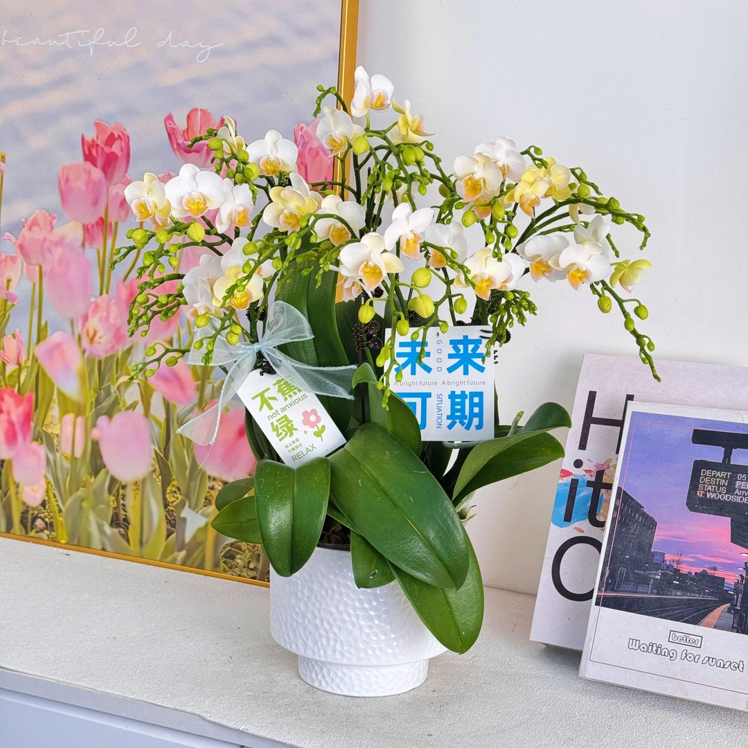 妗画【嫦娥】室内蝴蝶兰花盆栽  年宵花  懒人绿植  送人送礼