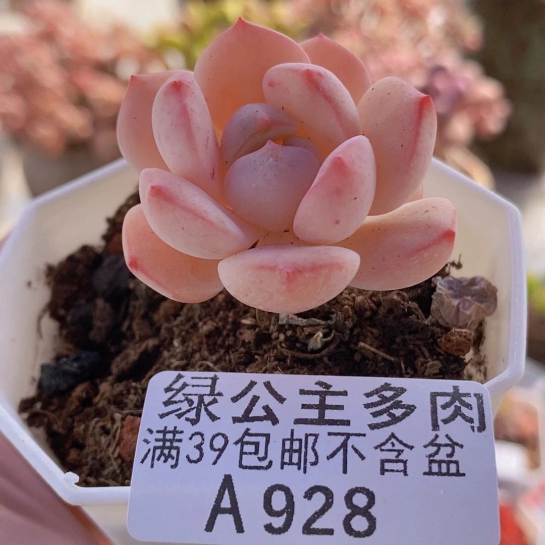 香草单头928多肉植物