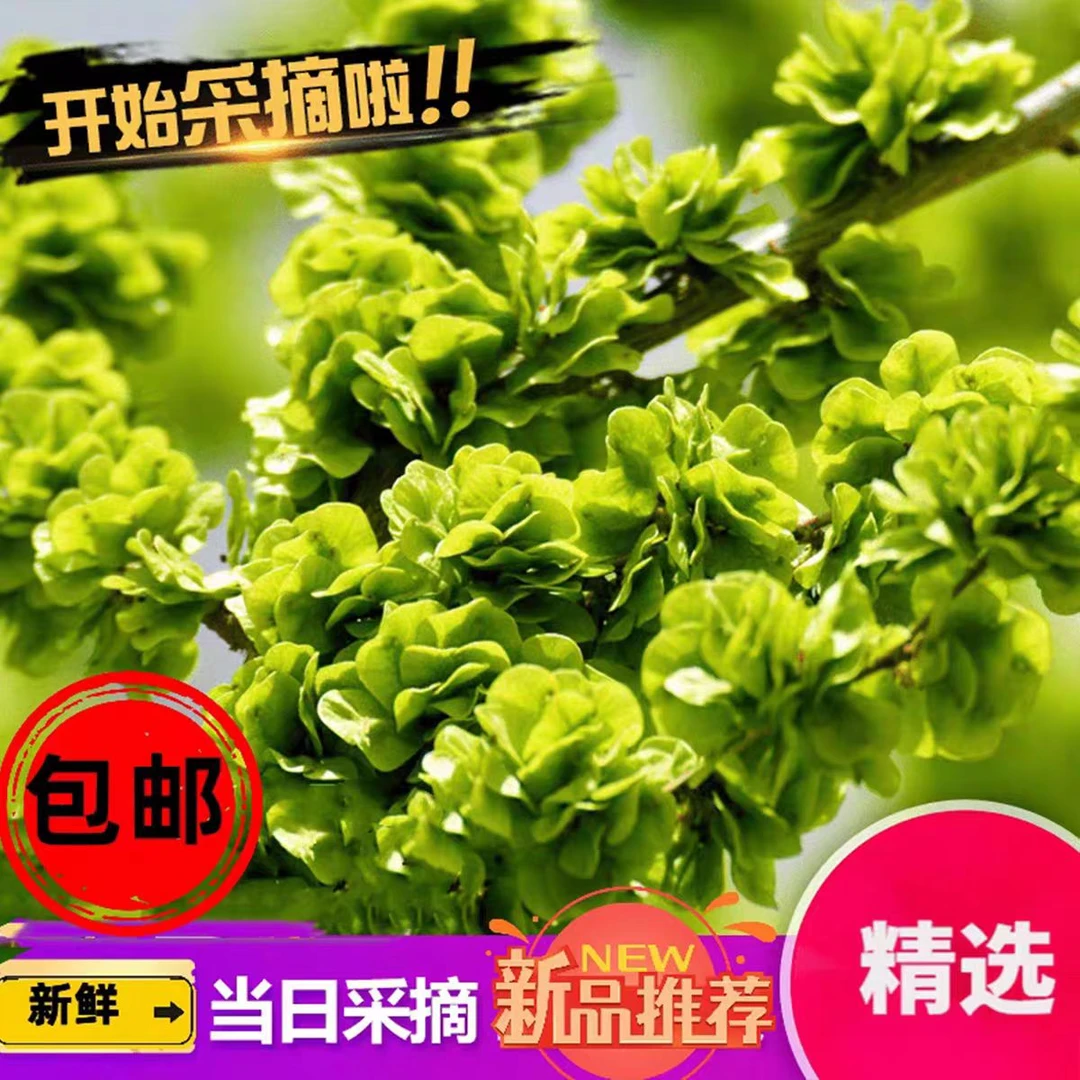 榆钱新鲜2025春天农家野菜榆钱叶榆树钱串儿蒸菜天然蔬菜