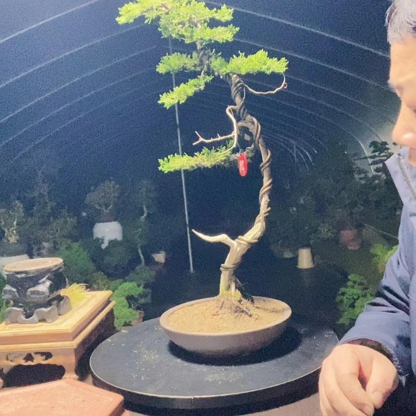 【闪购商品】少量花朵（建议范围：2朵-5朵 或40%以下）