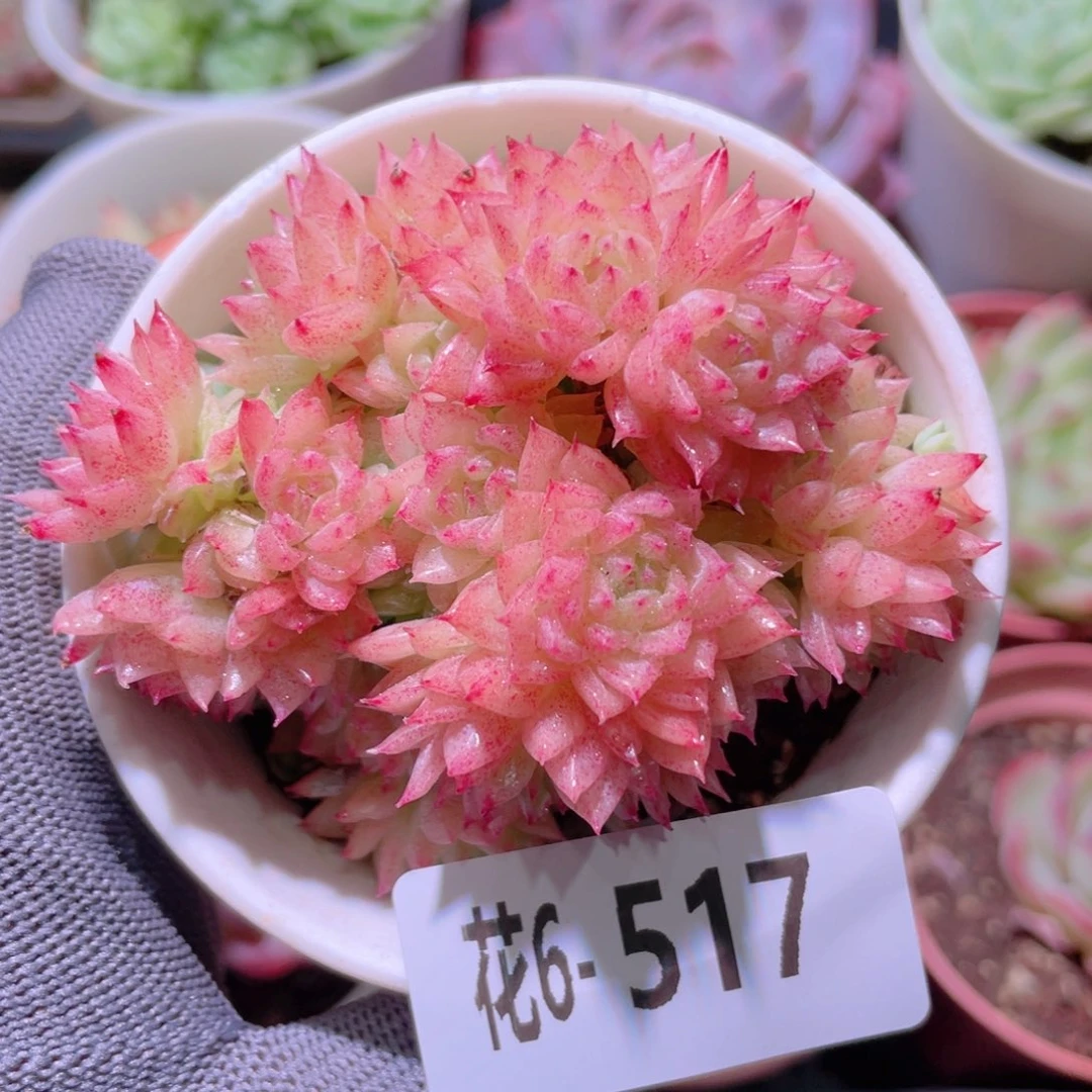 花利美6-517麦秆群
