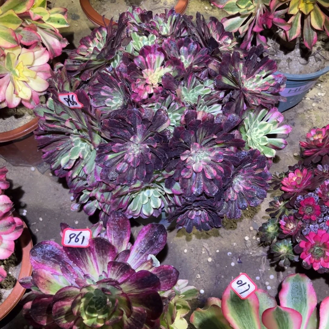 966多肉植物同花顺