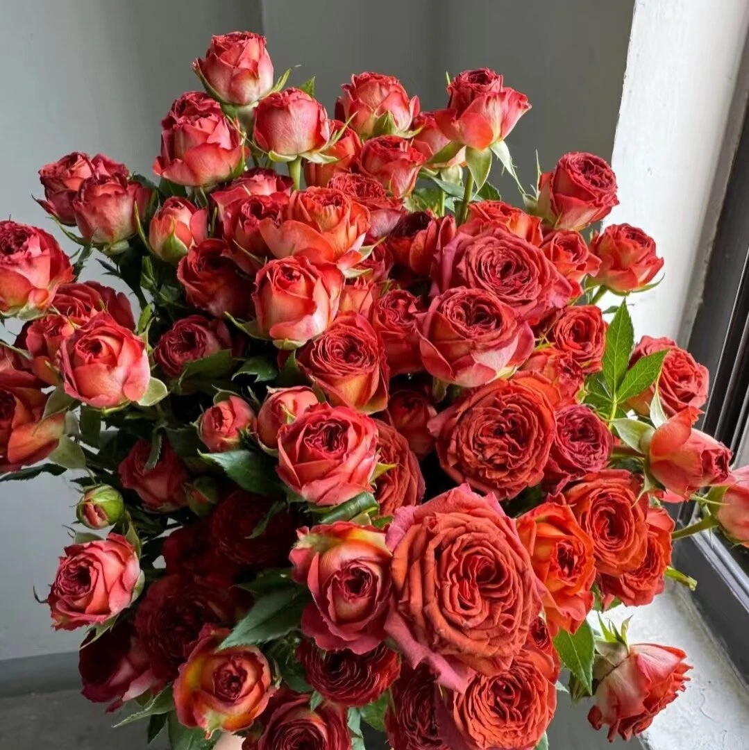 多头巧克力泡泡小花苞玫瑰花云南基地直发办公室客厅插花送人花束