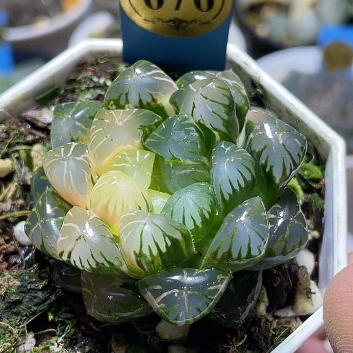676卜卜紫锦特选福利