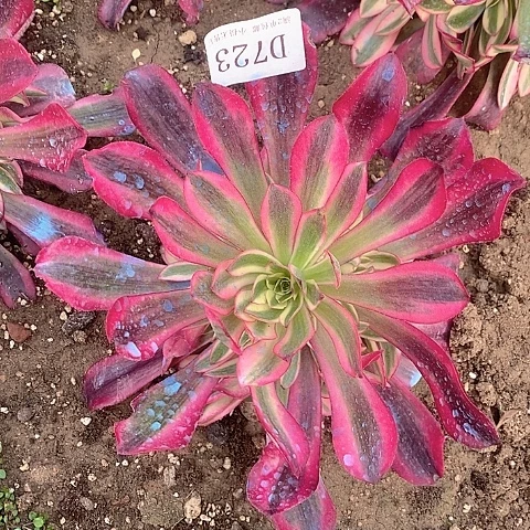 723美杜莎多肉法师锦