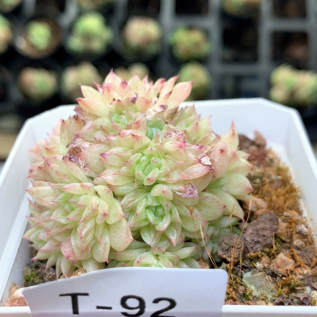 T92 ，20包邮两天凑单偏远地区不发货