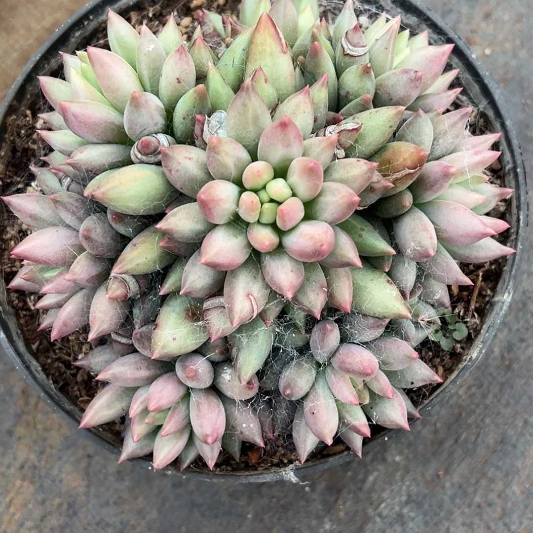 皓***晴岩字手捧，一物一拍