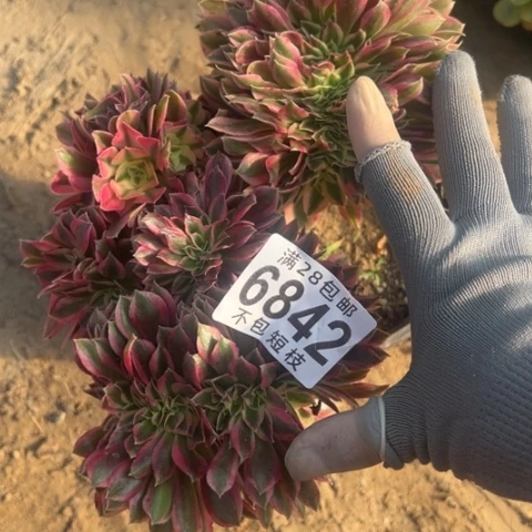 粉女巫多肉植物缀6842